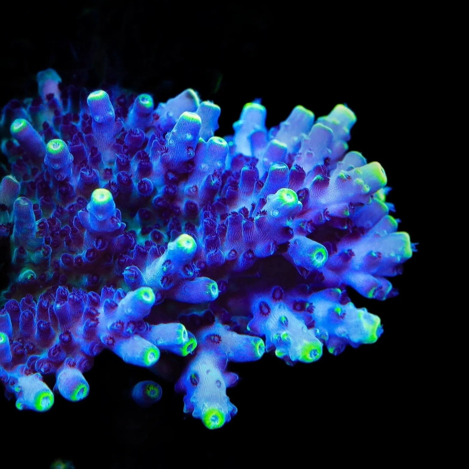 TSA Blue Flame Acropora Coral