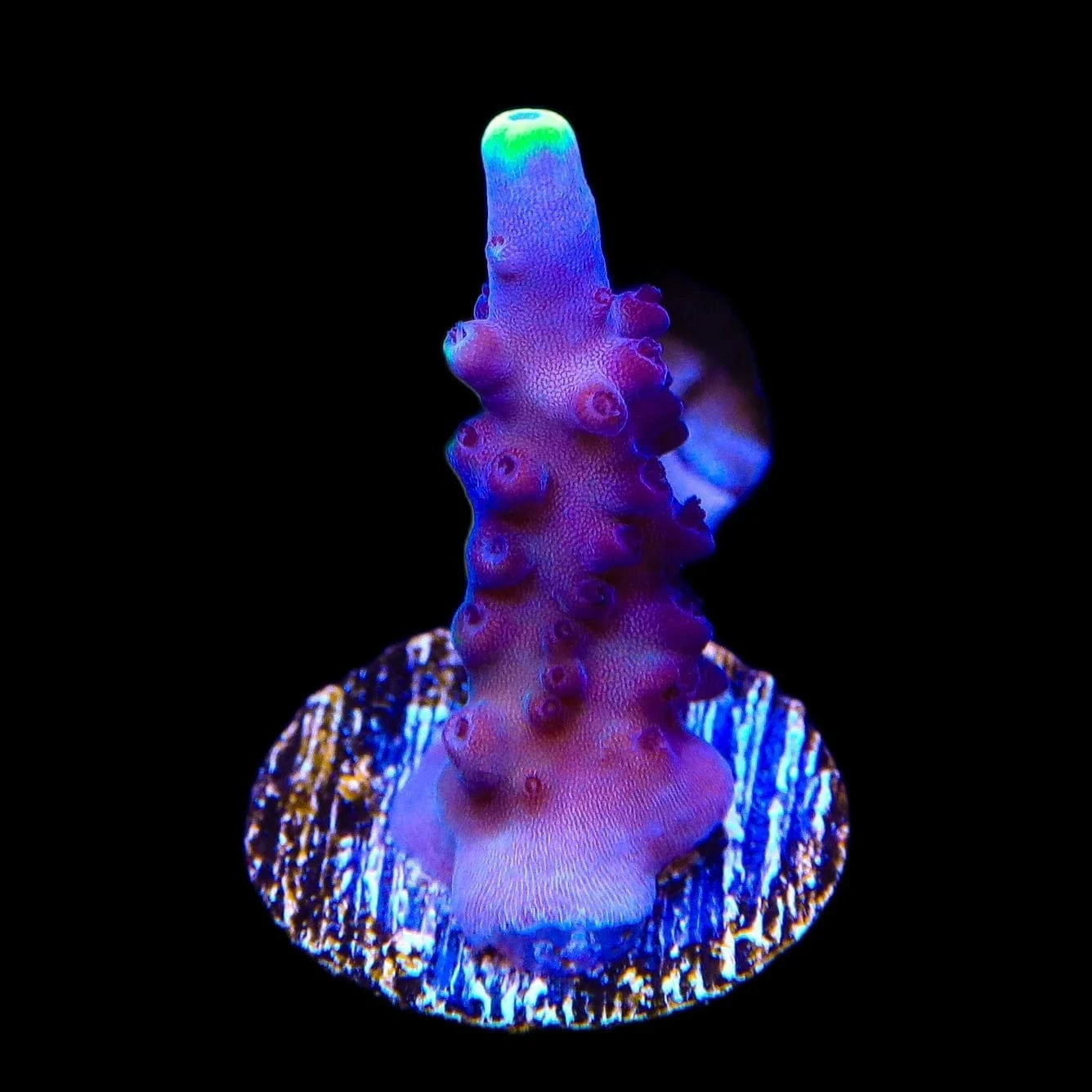 TSA Blue Flame Acropora Coral