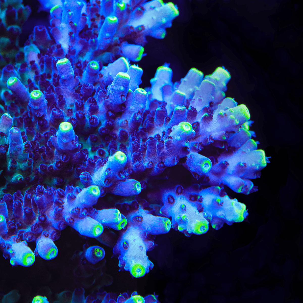 TSA Blue Flame Acropora Coral – Top Shelf Aquatics