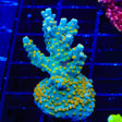 TSA Blue Ghost Acropora Coral