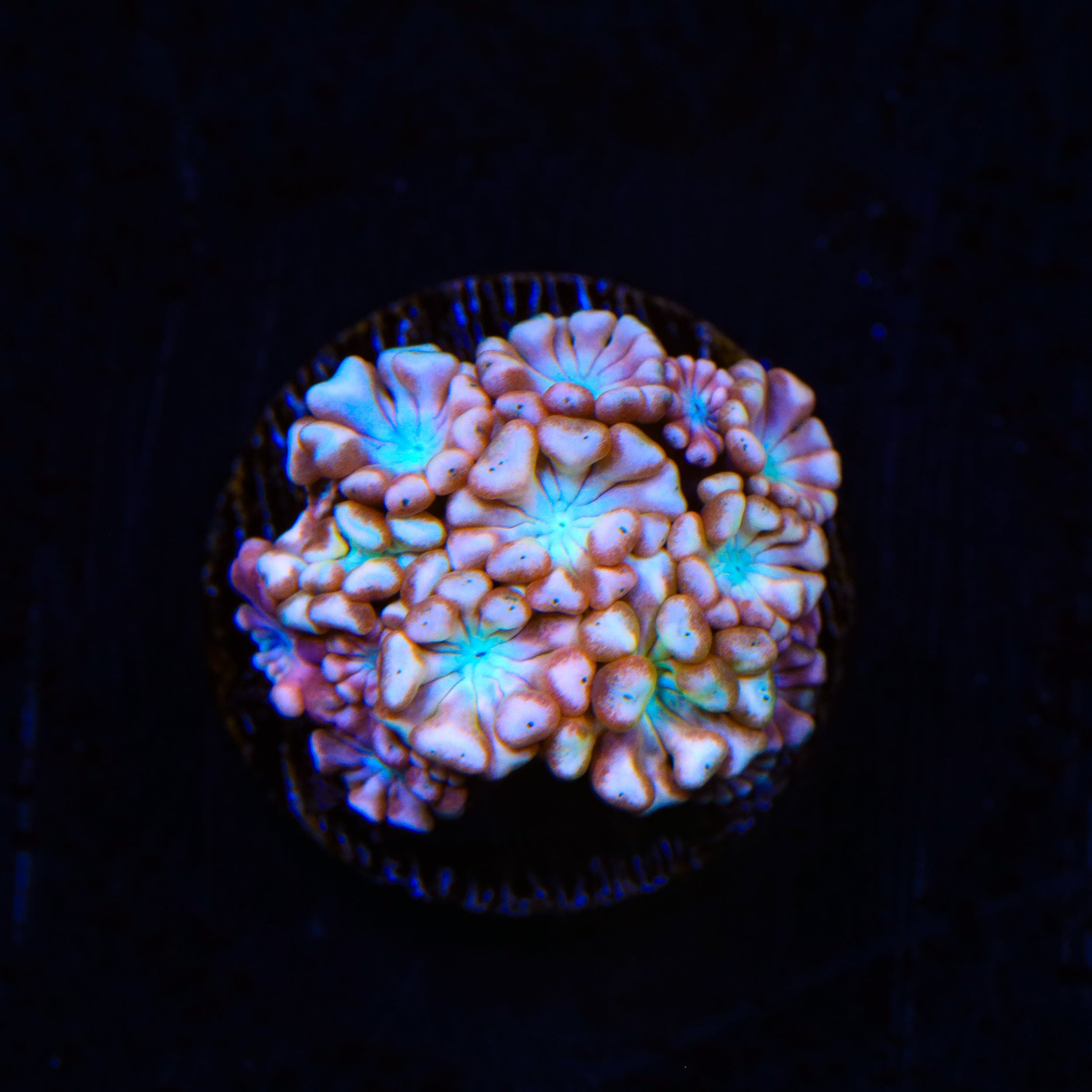 TSA Blue Pearl Alveopora Coral