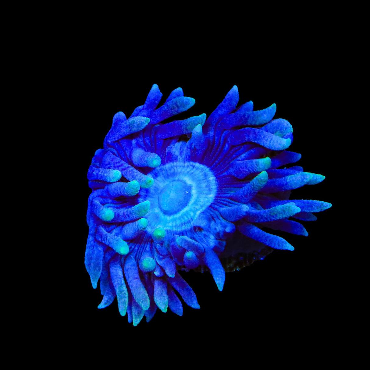 TSA Blue Sea Duncan Coral