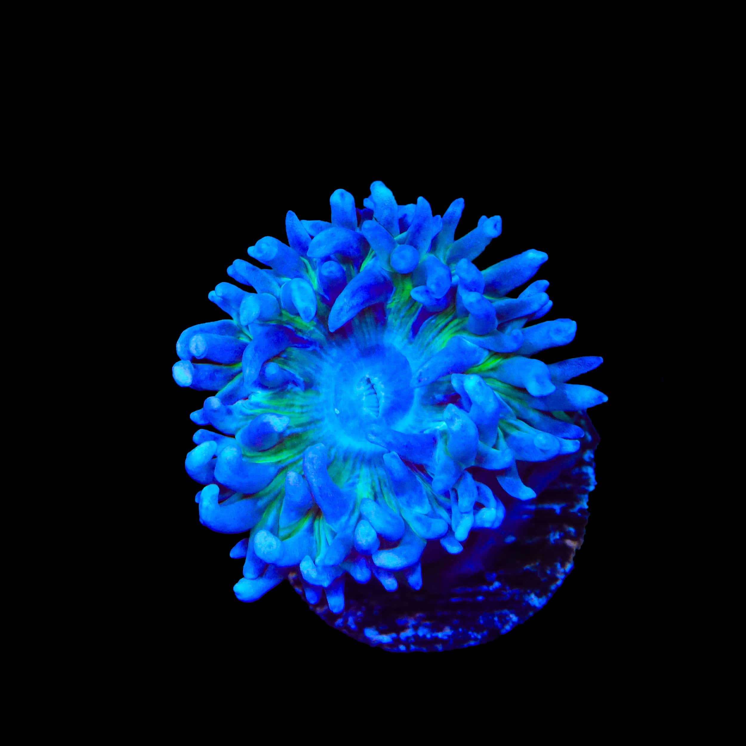 TSA Blue Sea Duncan Coral
