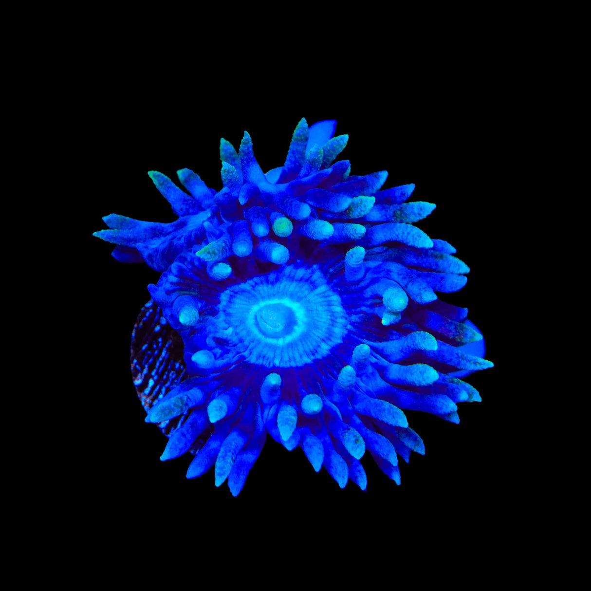 TSA Blue Sea Duncan Coral