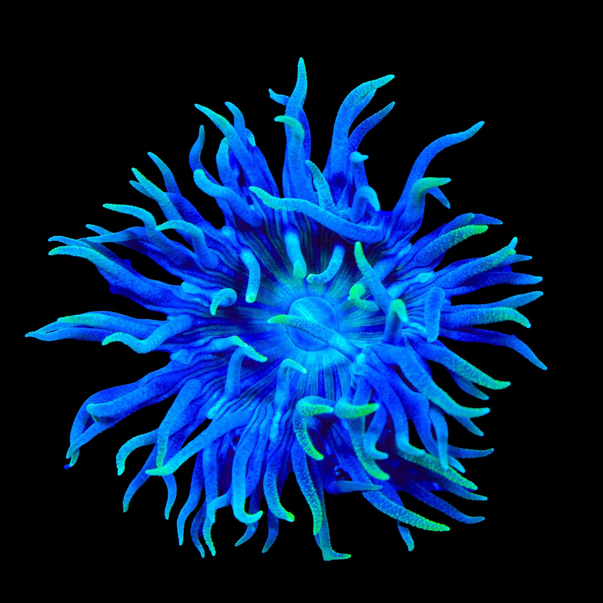 TSA Blueberry Duncan Coral