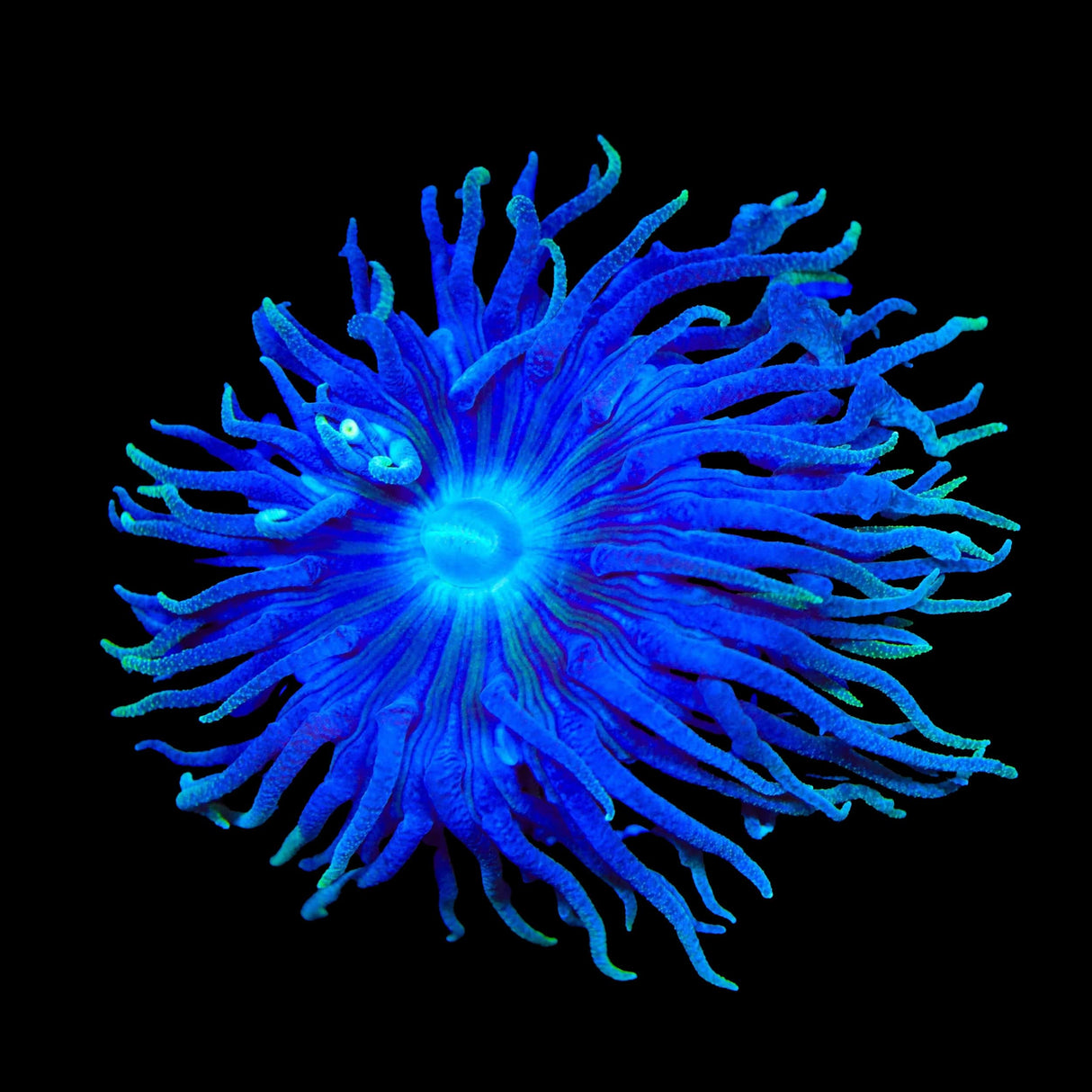 TSA Blueberry Duncan Coral