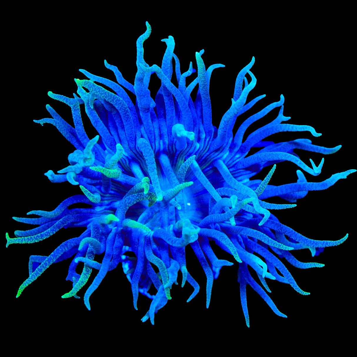 TSA Blueberry Duncan Coral