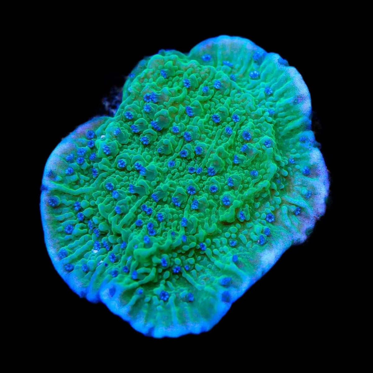 TSA Blueberry Fields Montipora Coral – Top Shelf Aquatics TSA Blueberry Fields Montipora Coral – Top Shelf Aquatics