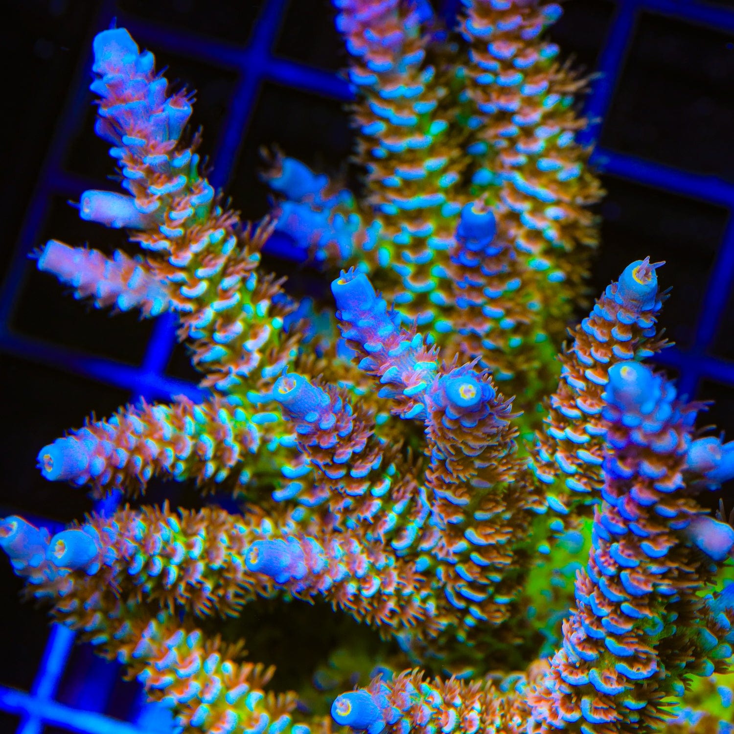 TSA Blueberry Mai Tai Tenuis Acropora Coral – Top Shelf Aquatics