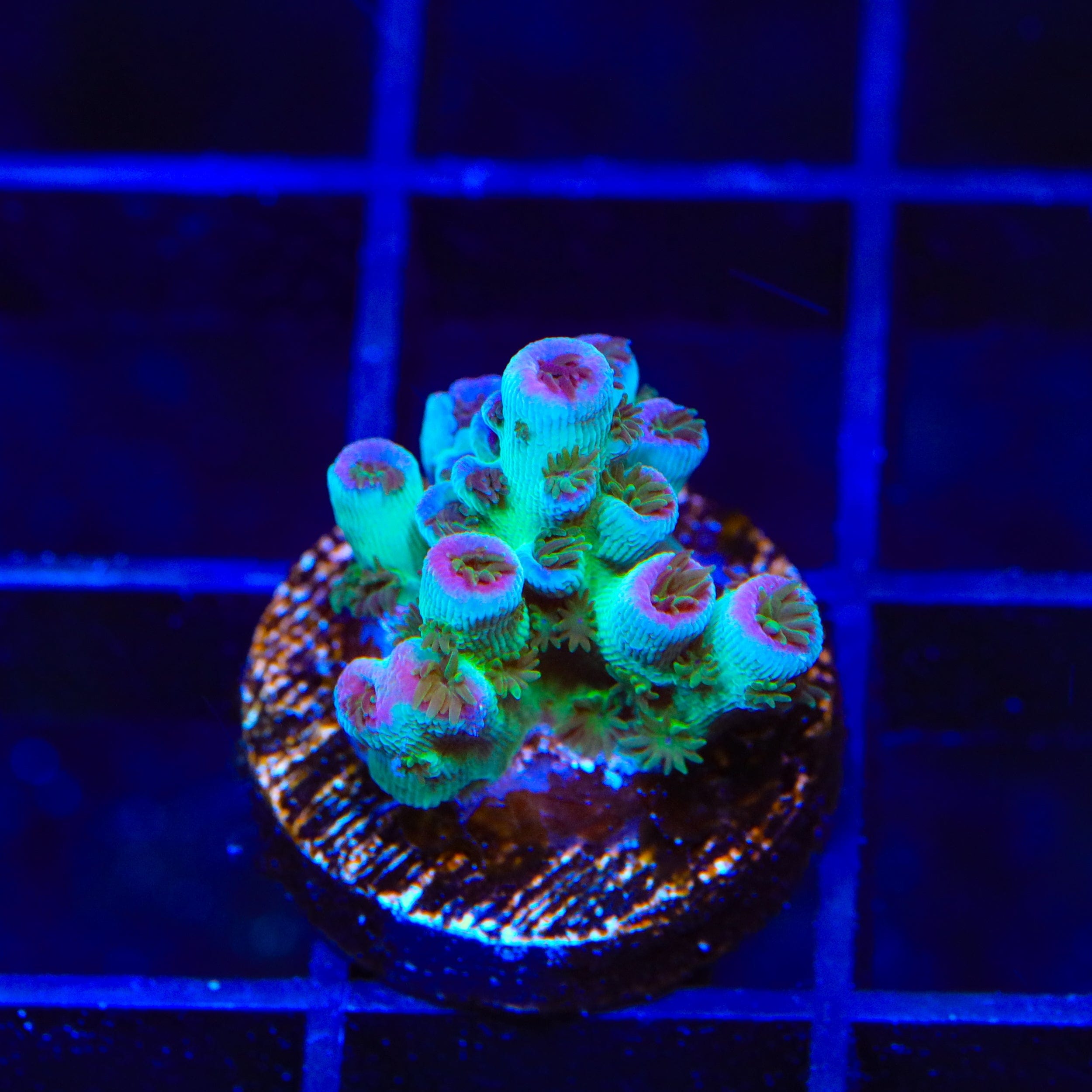 TSA Blueberry Sarmentosa Acropora Coral