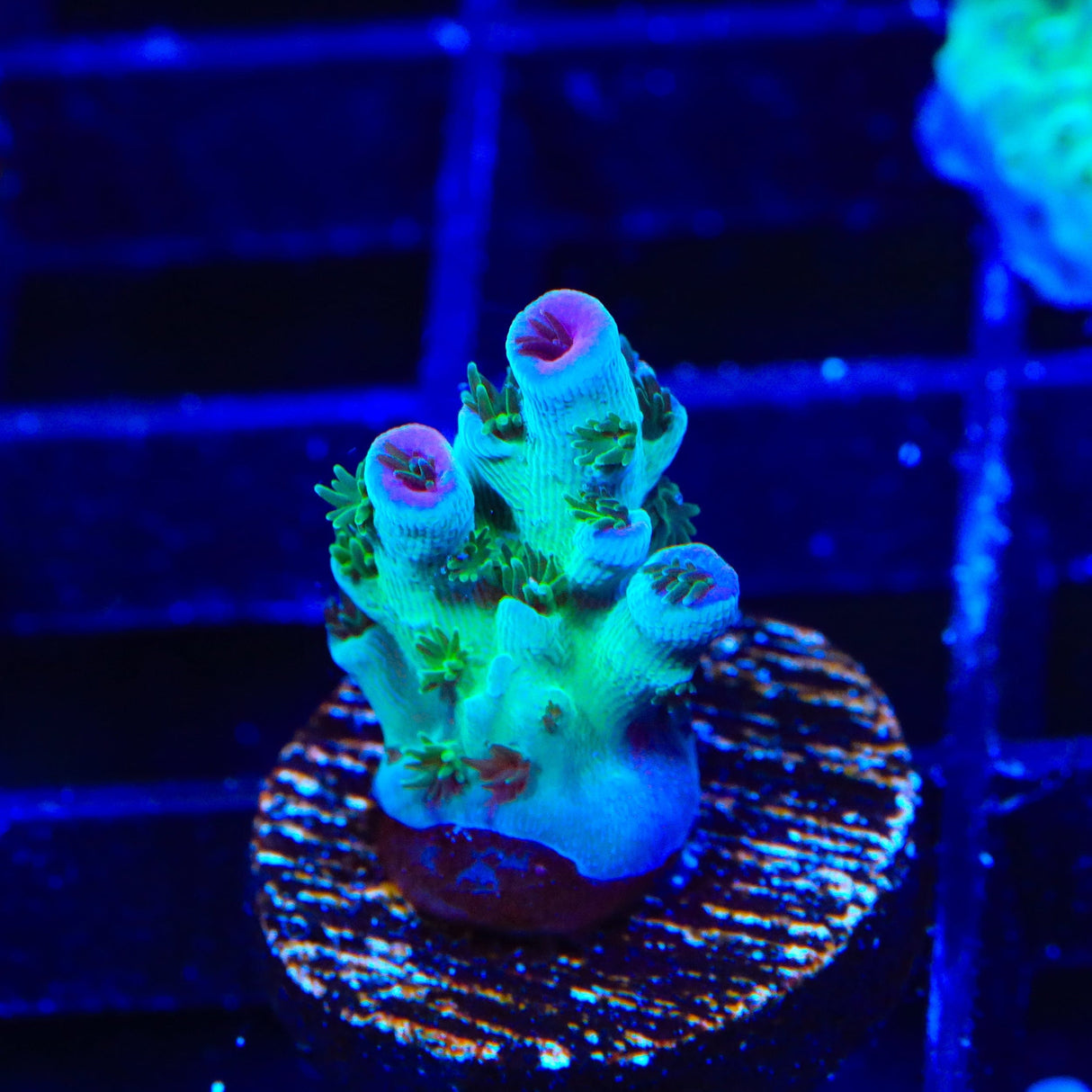 TSA Blueberry Sarmentosa Acropora Coral