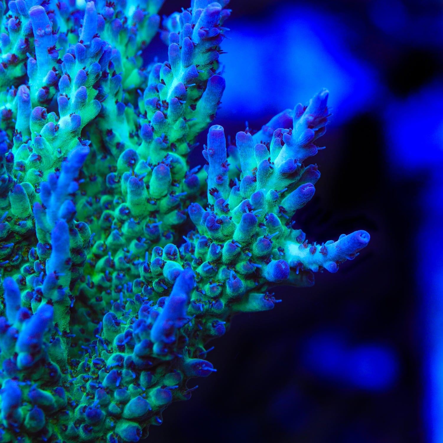 TSA Blueberry Shortcake Acropora Coral
