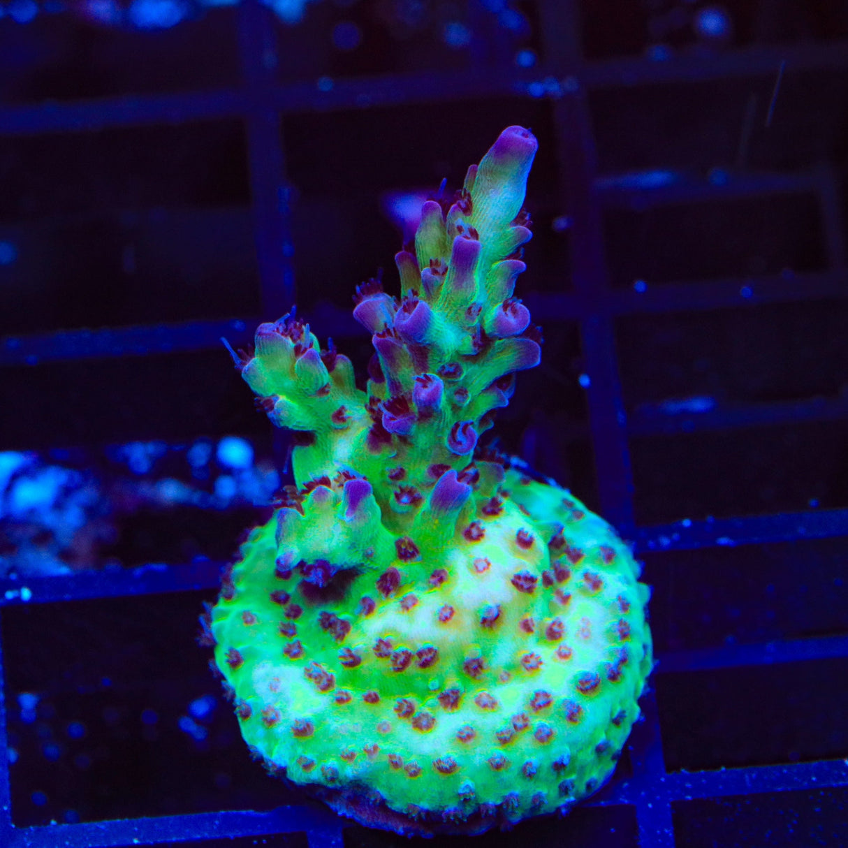 TSA Blueberry Shortcake Acropora Coral