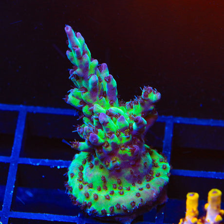 TSA Blueberry Shortcake Acropora Coral