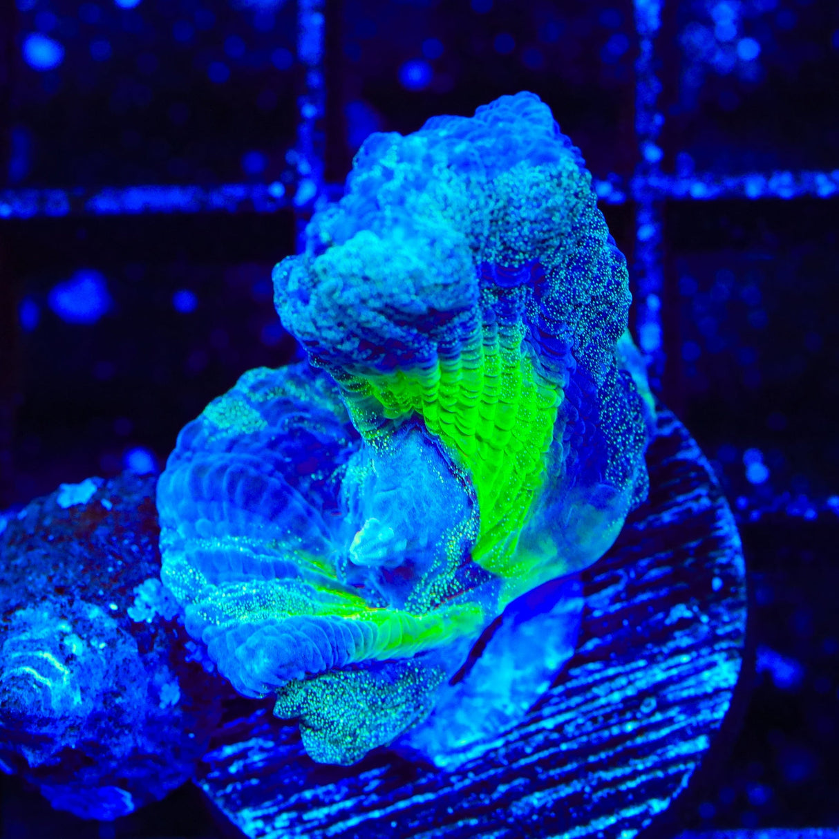 TSA Blueberry Splatter Pectinia Coral