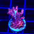 TSA Bo Katan Acropora Coral