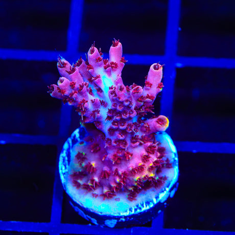 TSA Bo Katan Acropora Coral