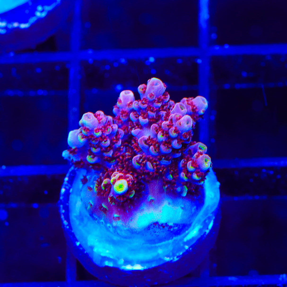TSA Bo Katan Acropora Coral
