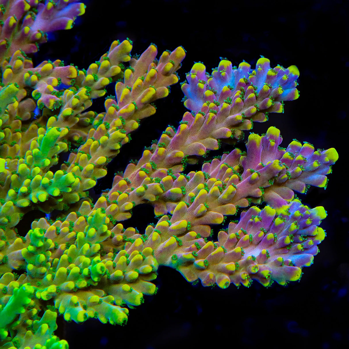 TSA Bollywood Acropora Coral