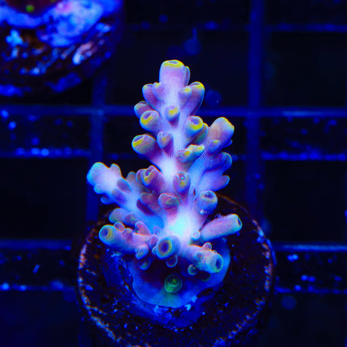TSA Bollywood Acropora Coral