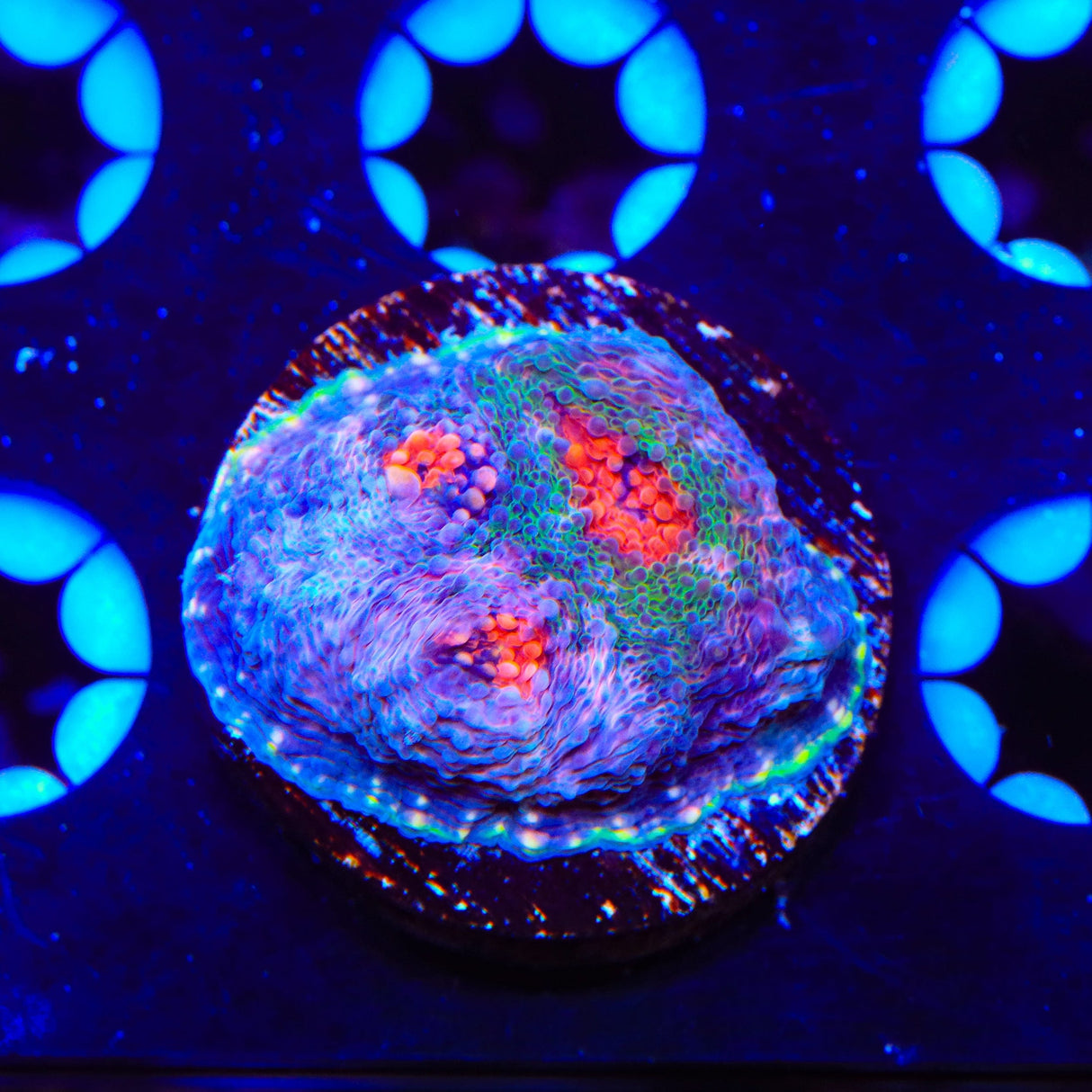 TSA Bombay Chalice Coral