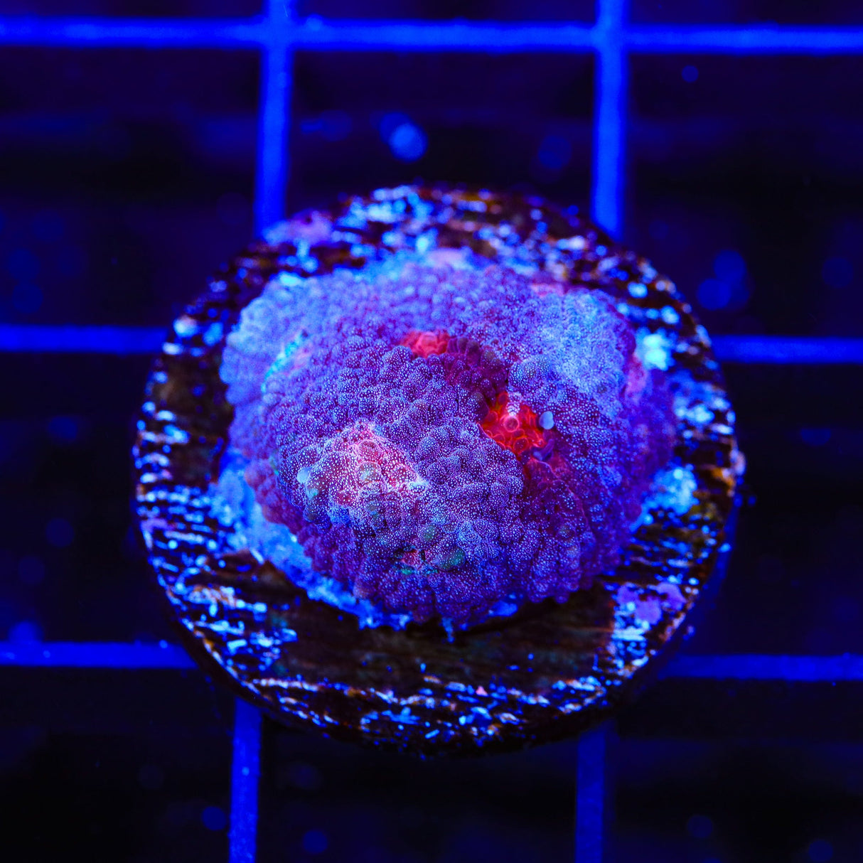 TSA Bombay Chalice Coral