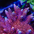 TSA Bottle Rocket Acropora Coral