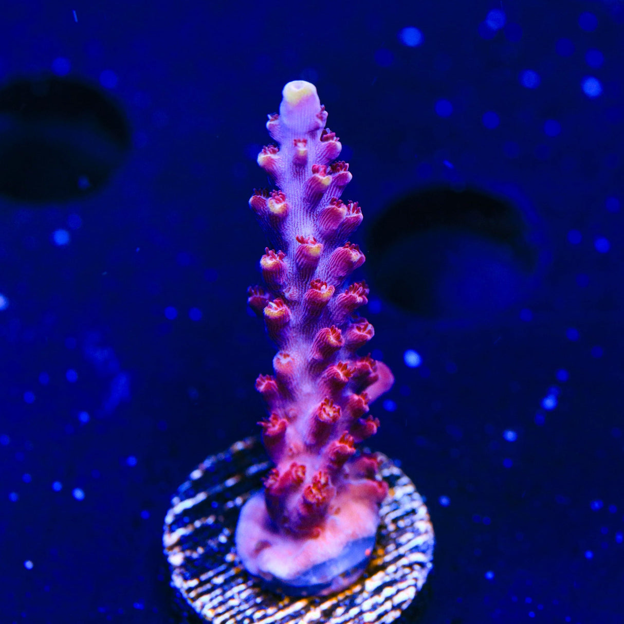 TSA Bottle Rocket Acropora Coral