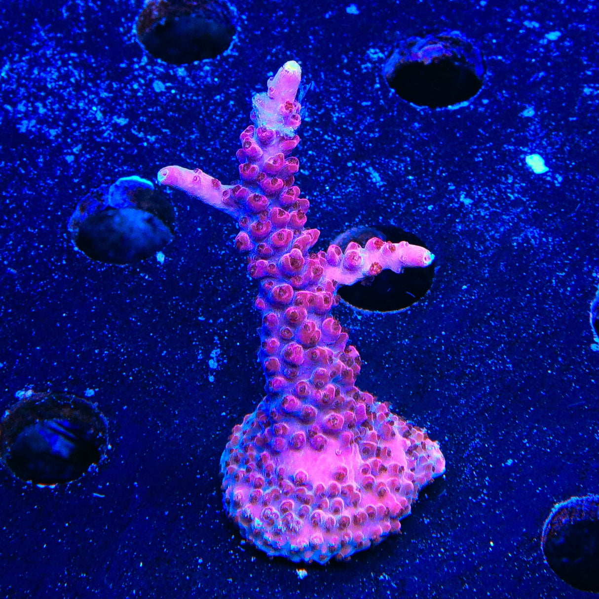 TSA Bottle Rocket Acropora Coral