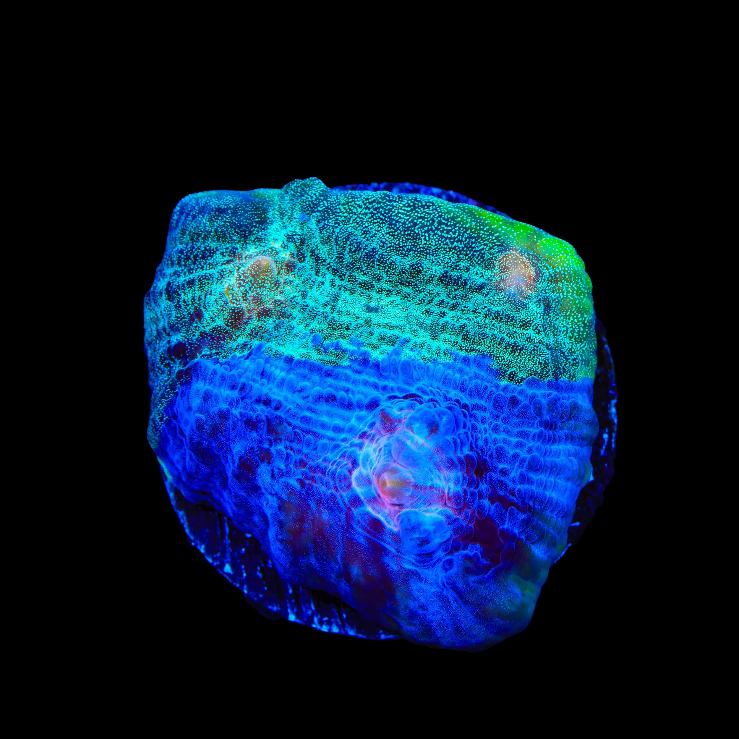 TSA Braveheart Chalice Coral