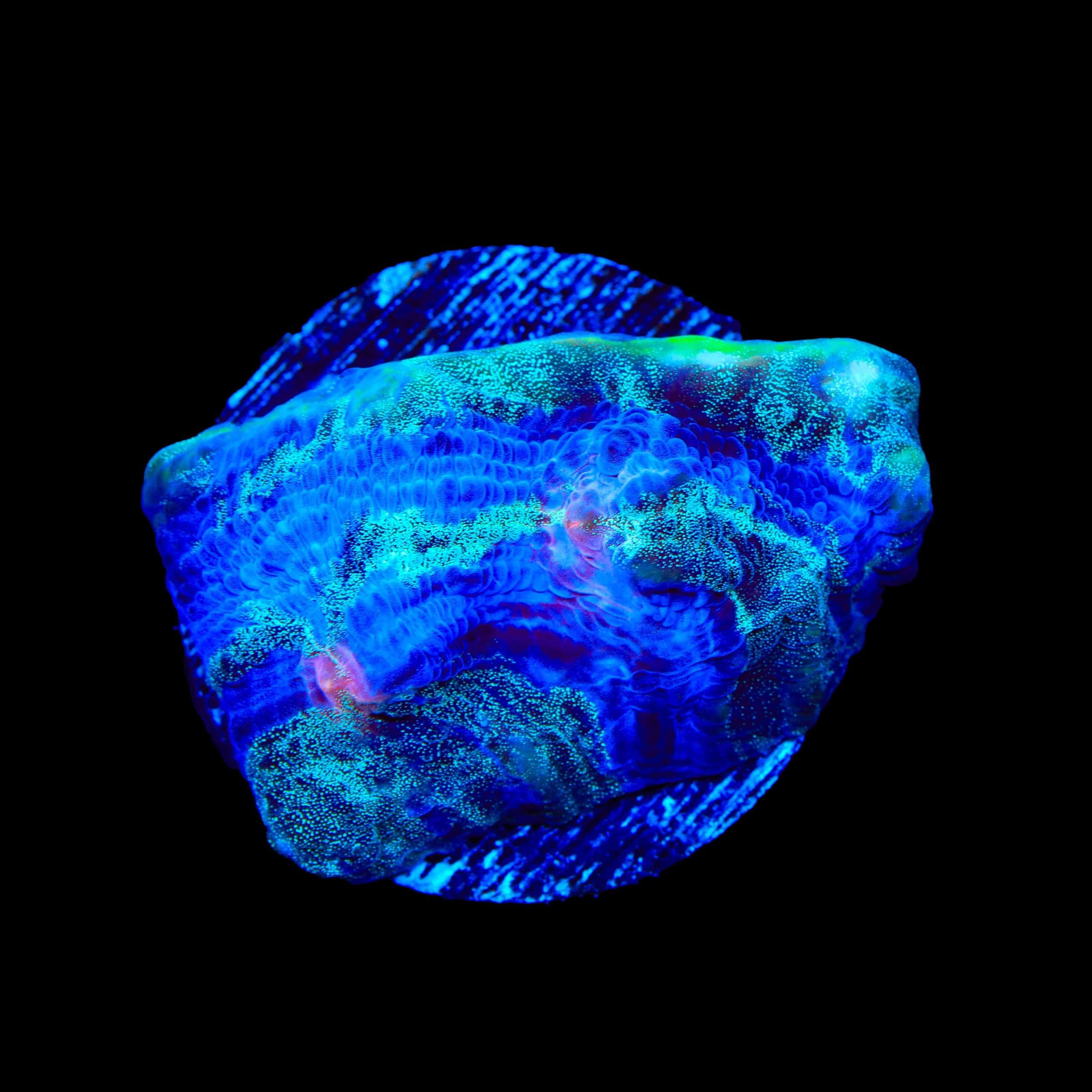 TSA Braveheart Chalice Coral