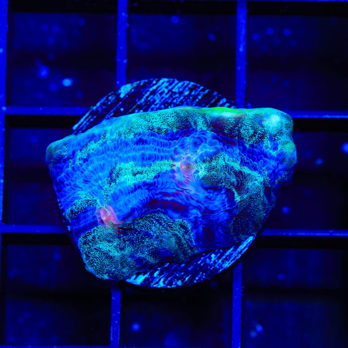 TSA Braveheart Chalice Coral