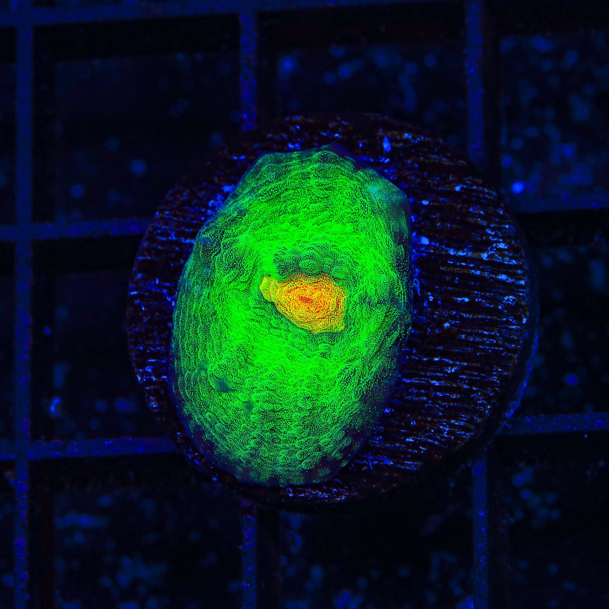 TSA Bright Side of the Moon Chalice Coral
