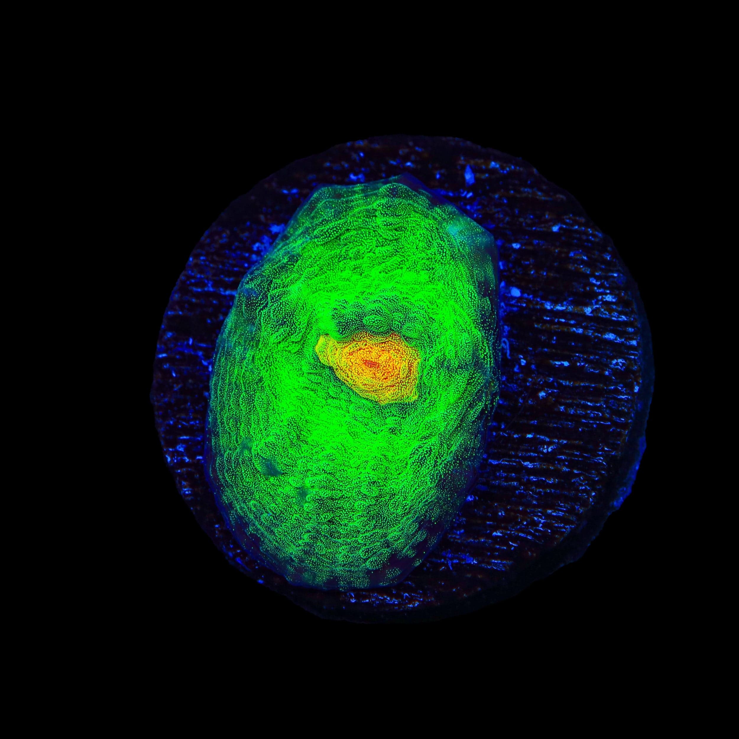 TSA Bright Side of the Moon Chalice Coral