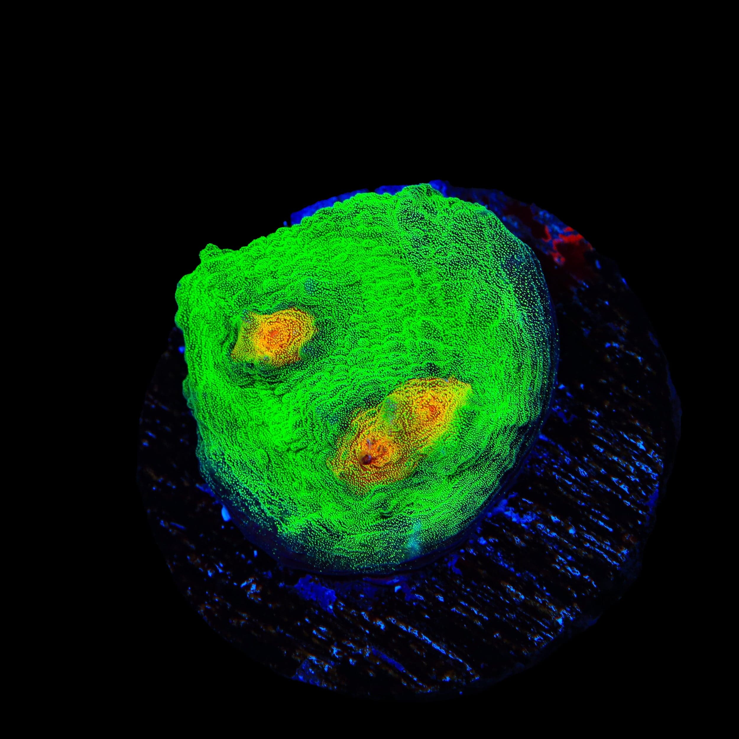 TSA Bright Side of the Moon Chalice Coral