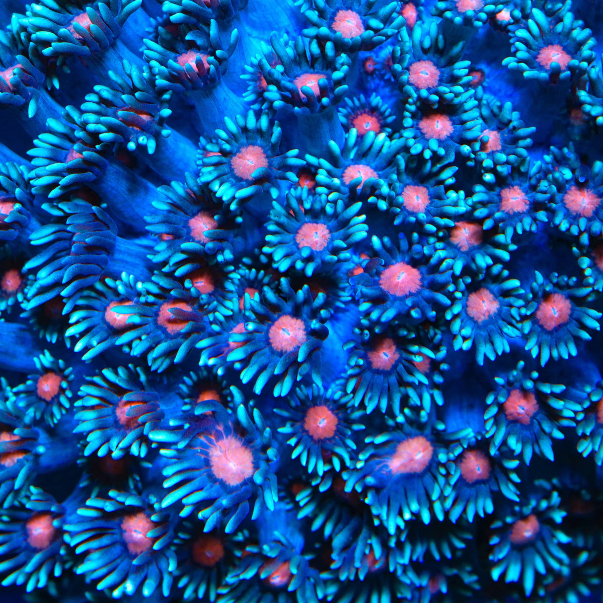 TSA Bubblegum Nebula Goniopora Coral