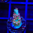 TSA Bubbleyum Tenuis Acropora Coral