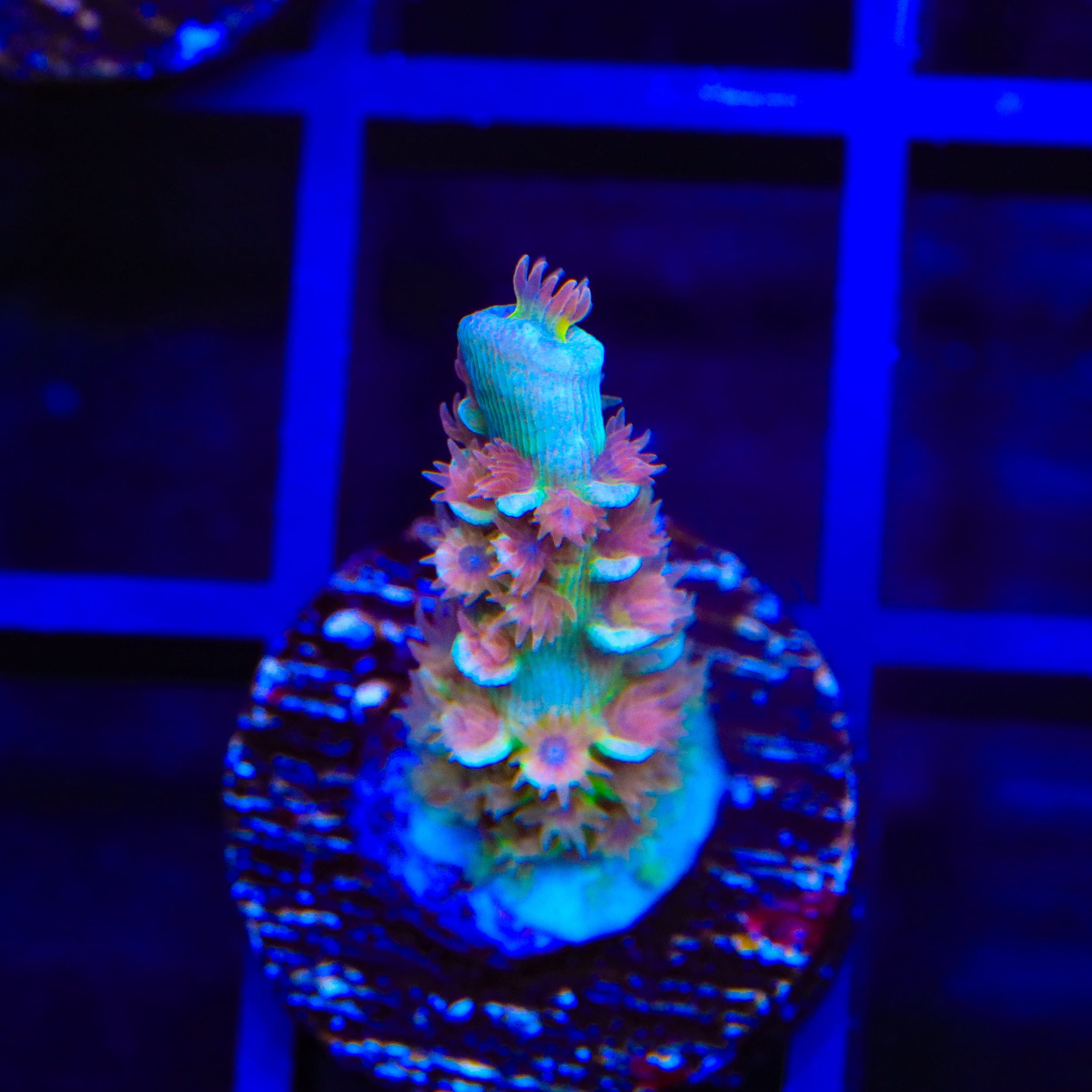 TSA Bubbleyum Tenuis Acropora Coral