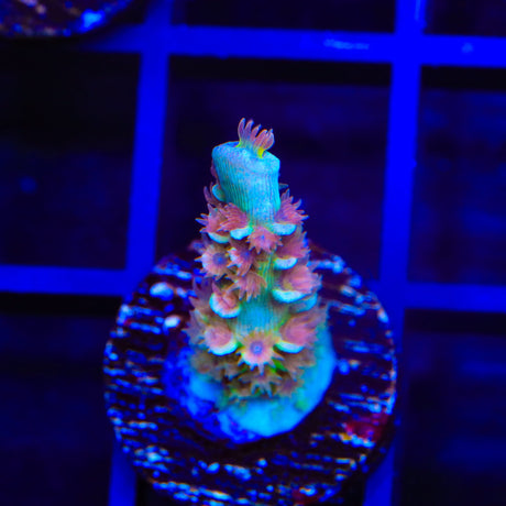TSA Bubbleyum Tenuis Acropora Coral