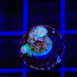 TSA Bubbleyum Tenuis Acropora Coral