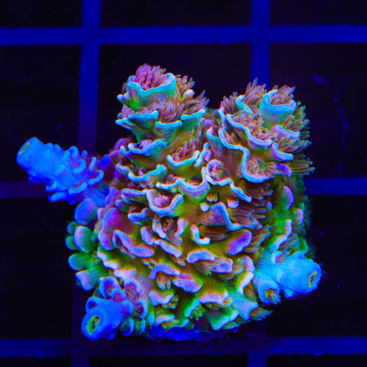 TSA Bubbleyum Tenuis Acropora Coral