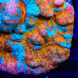 TSA Calypso Chalice Coral