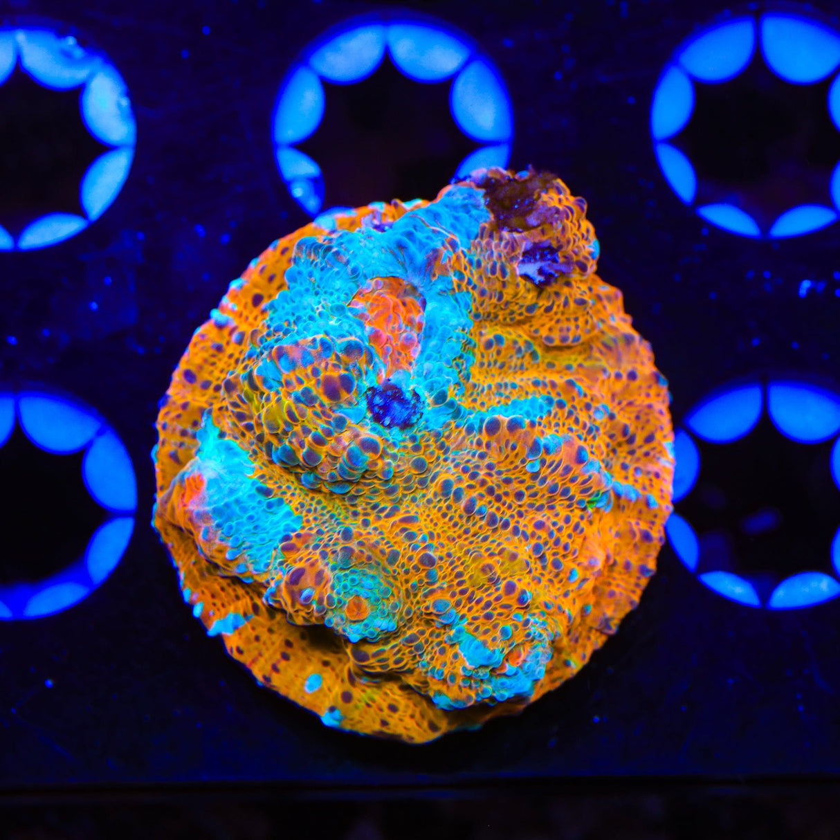 TSA Calypso Chalice Coral