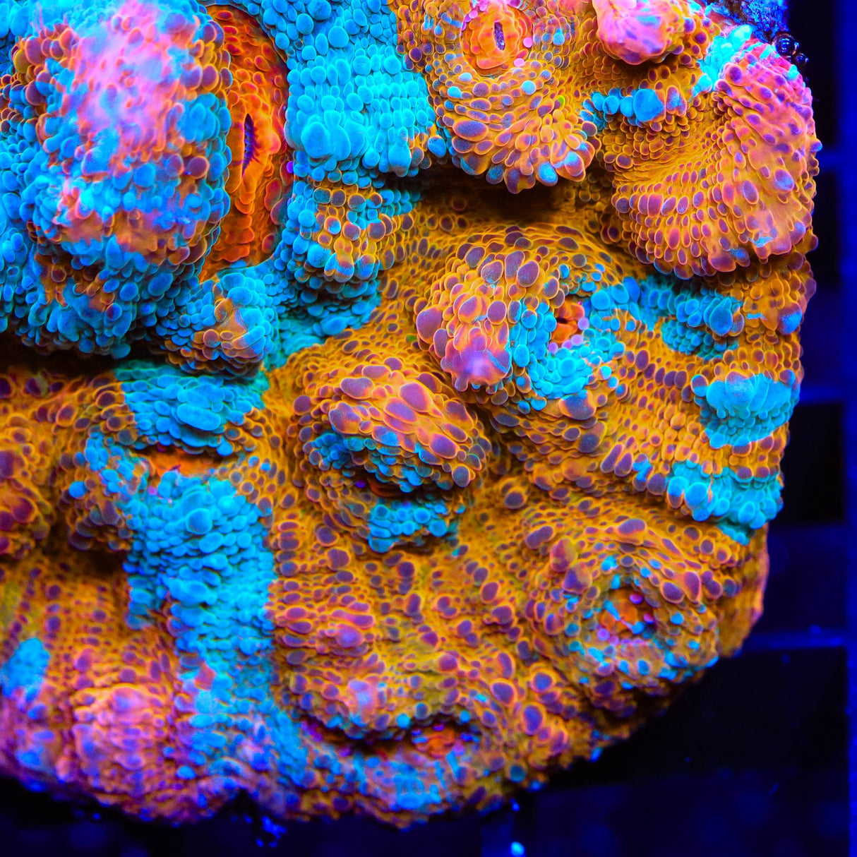 TSA Calypso Chalice Coral