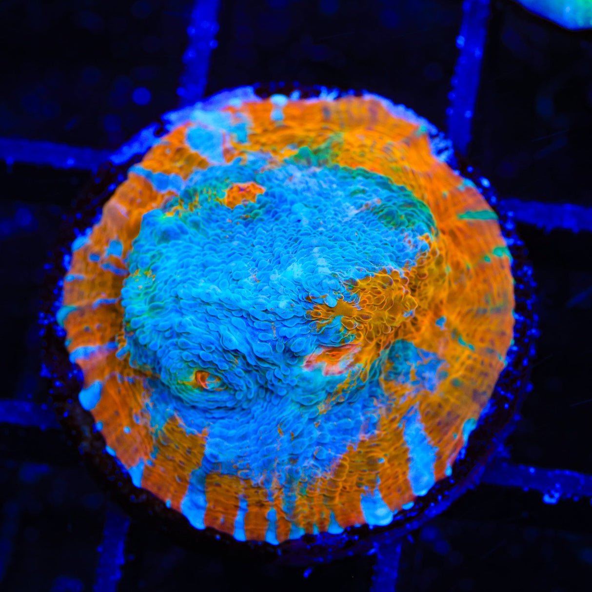 TSA Calypso Chalice Coral