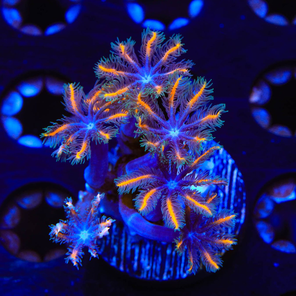 TSA Candy Corn Clove Polyp Coral