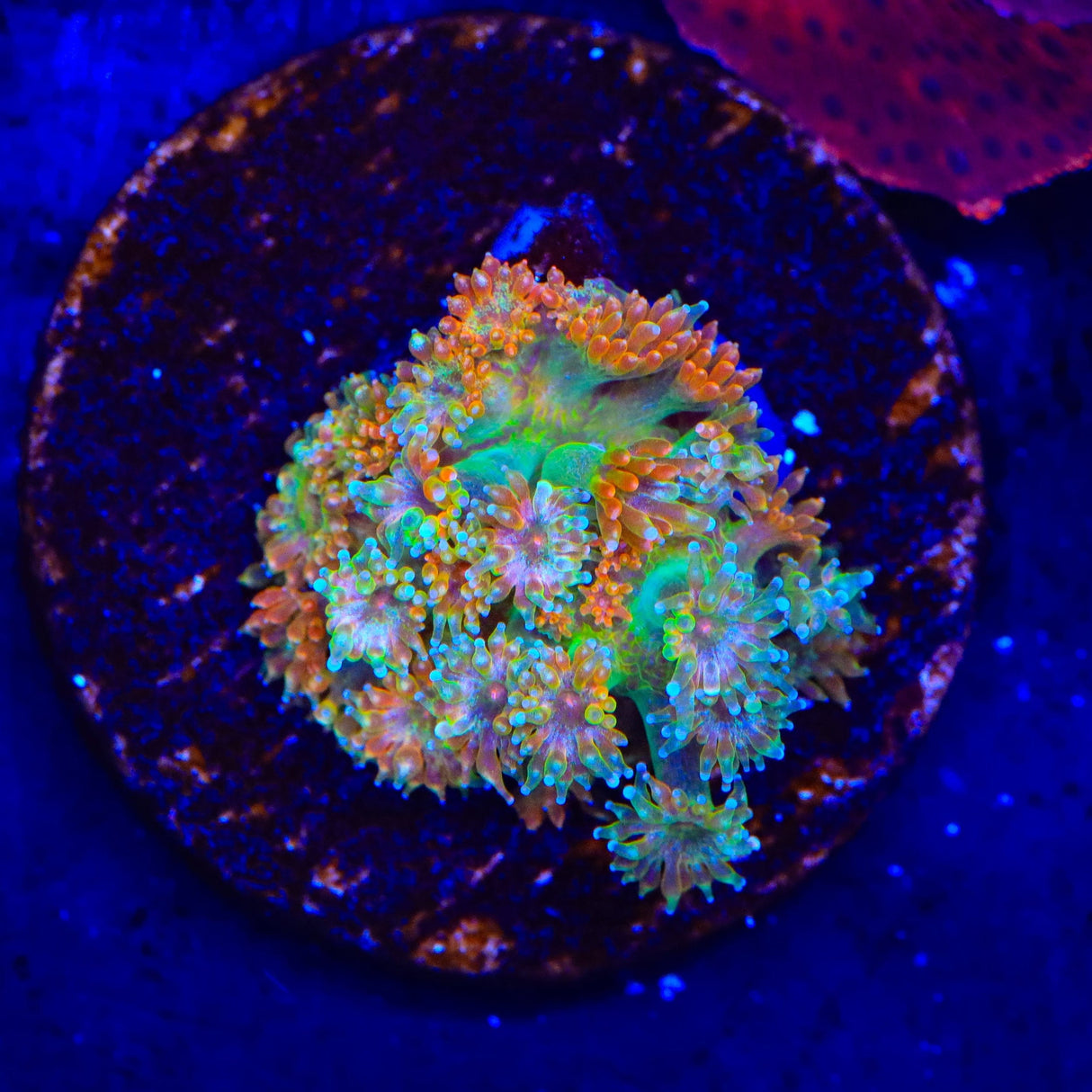 TSA Candy Corn Goniopora Coral