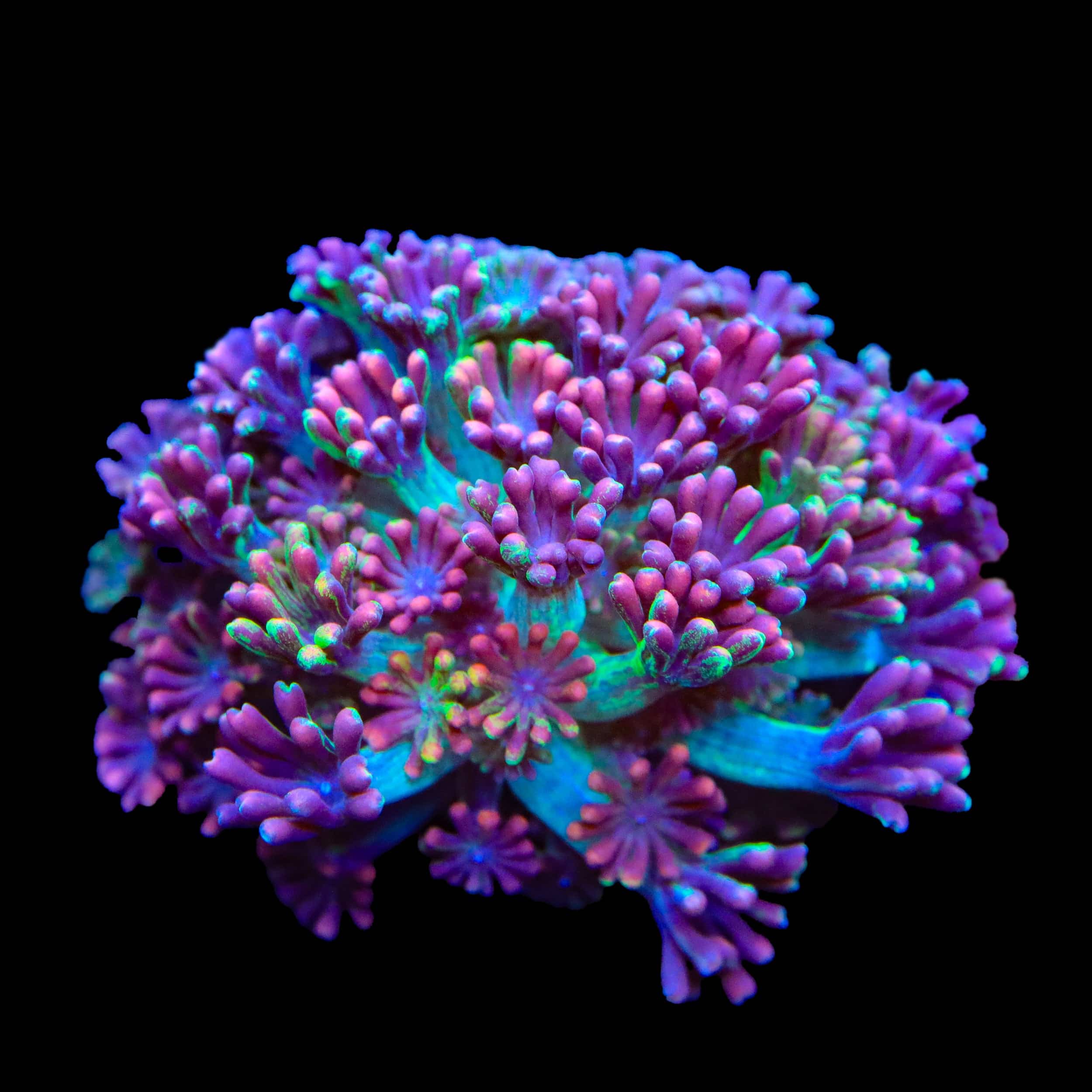 coralcoralページ TSA Candy Runts Alveopora Coral – Top Shelf Aquatics