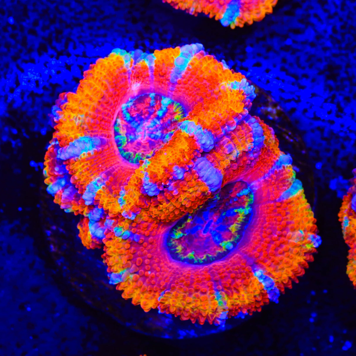 TSA Candy Slide Acan Coral