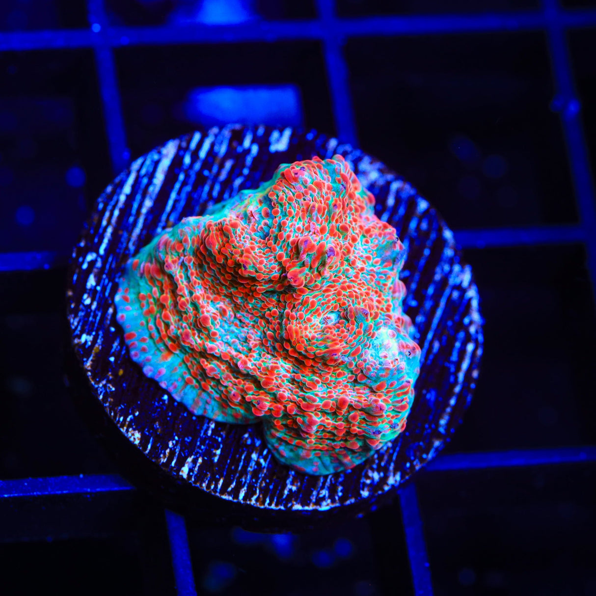 TSA Candy Swirl Chalice Coral